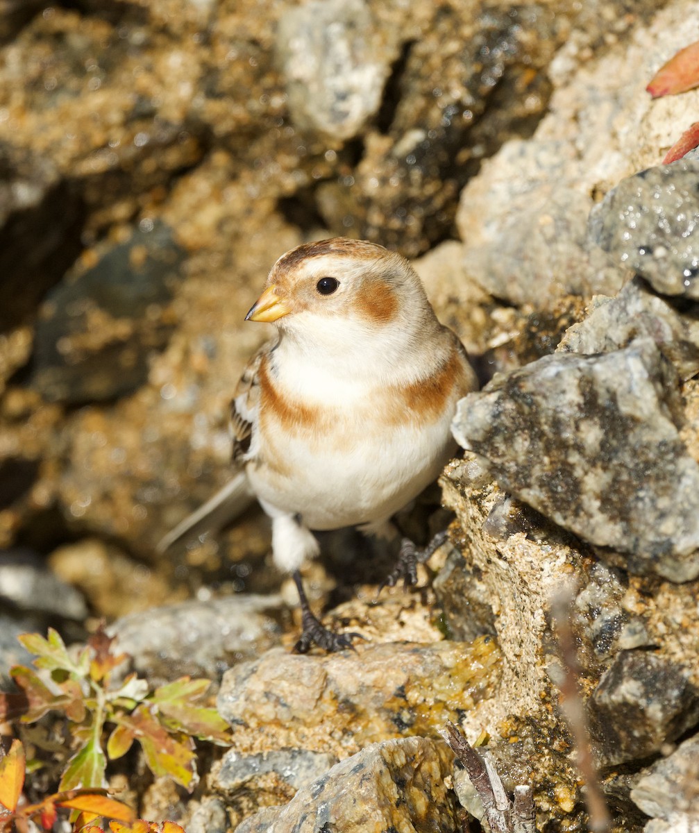 Escribano Nival - ML645476515