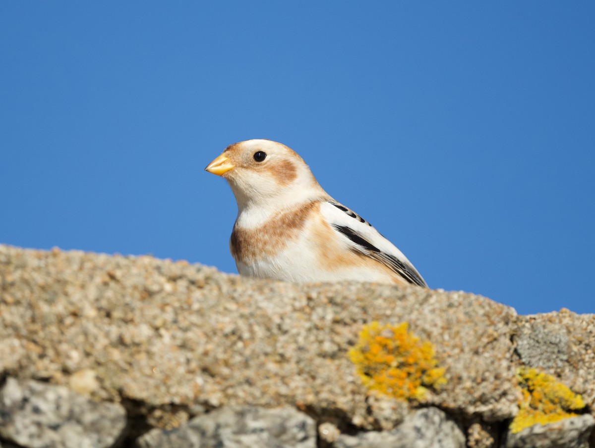 ユキホオジロ - ML645476516