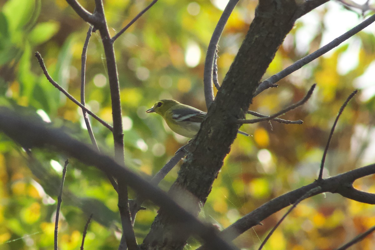 キノドモズモドキ - ML645476517