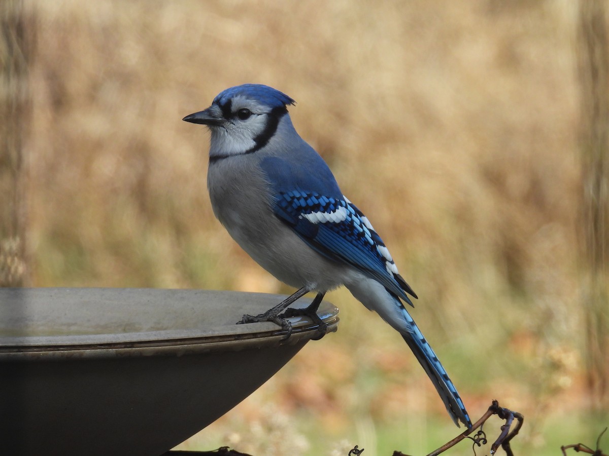 アオカケス - ML645476518