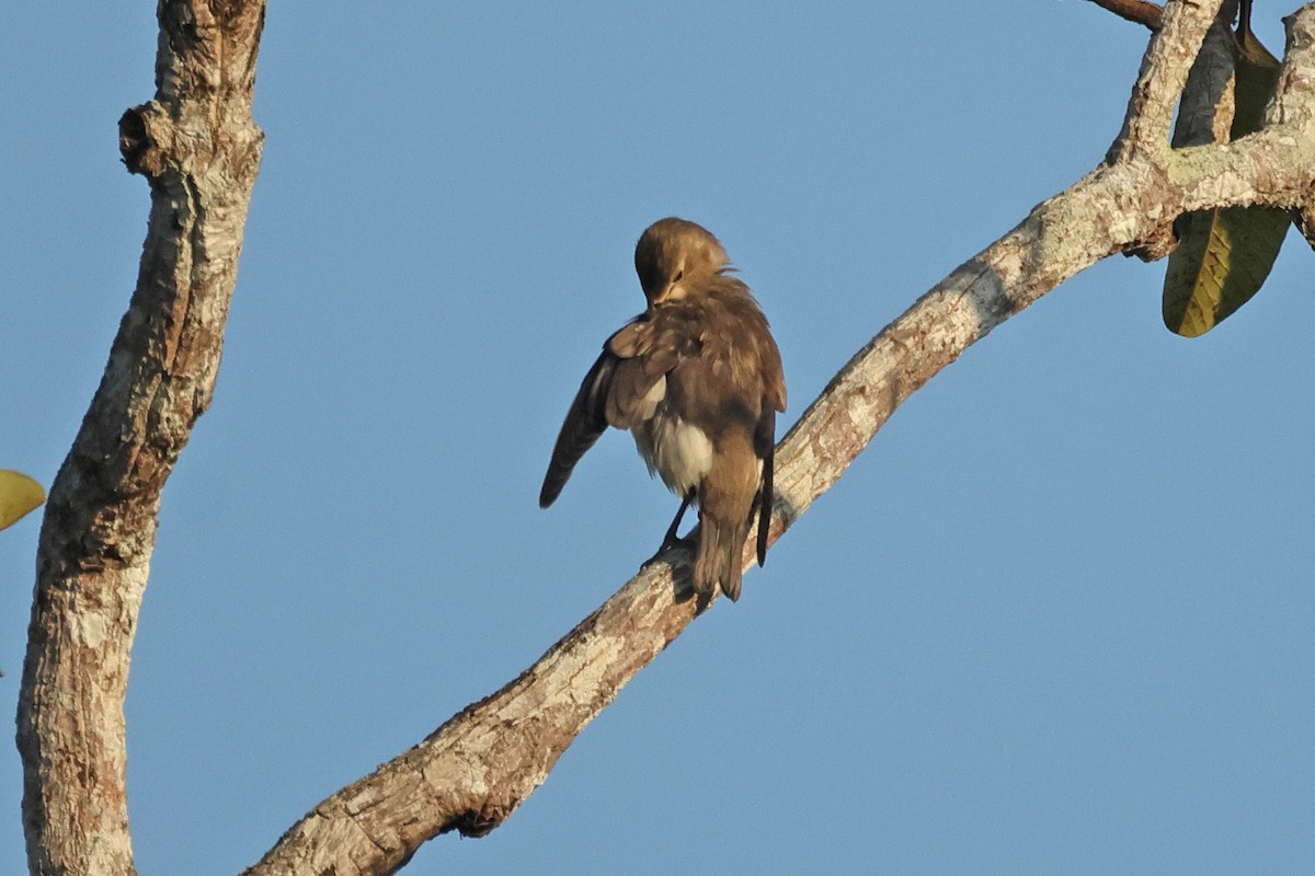 コムクドリ - ML645476520