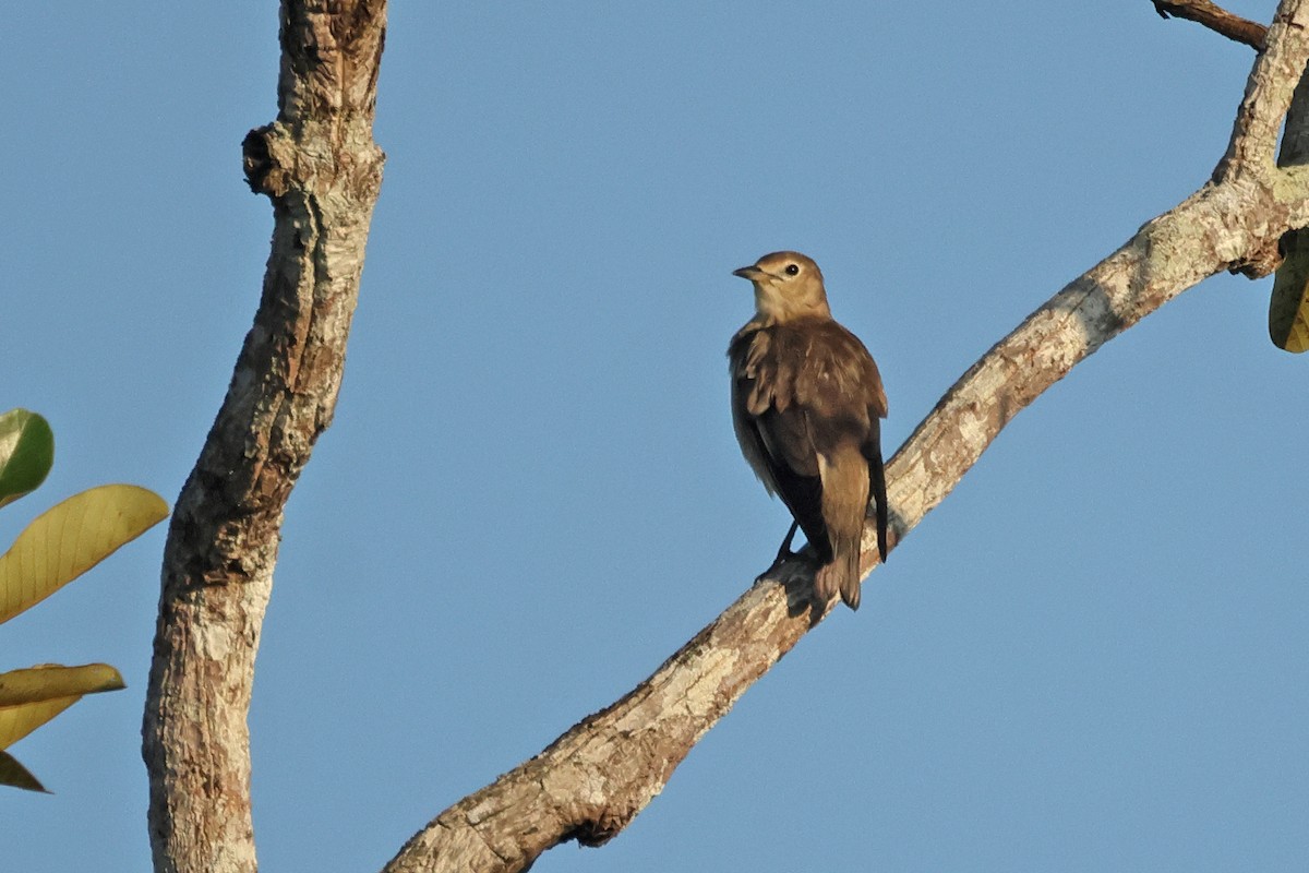 コムクドリ - ML645476521