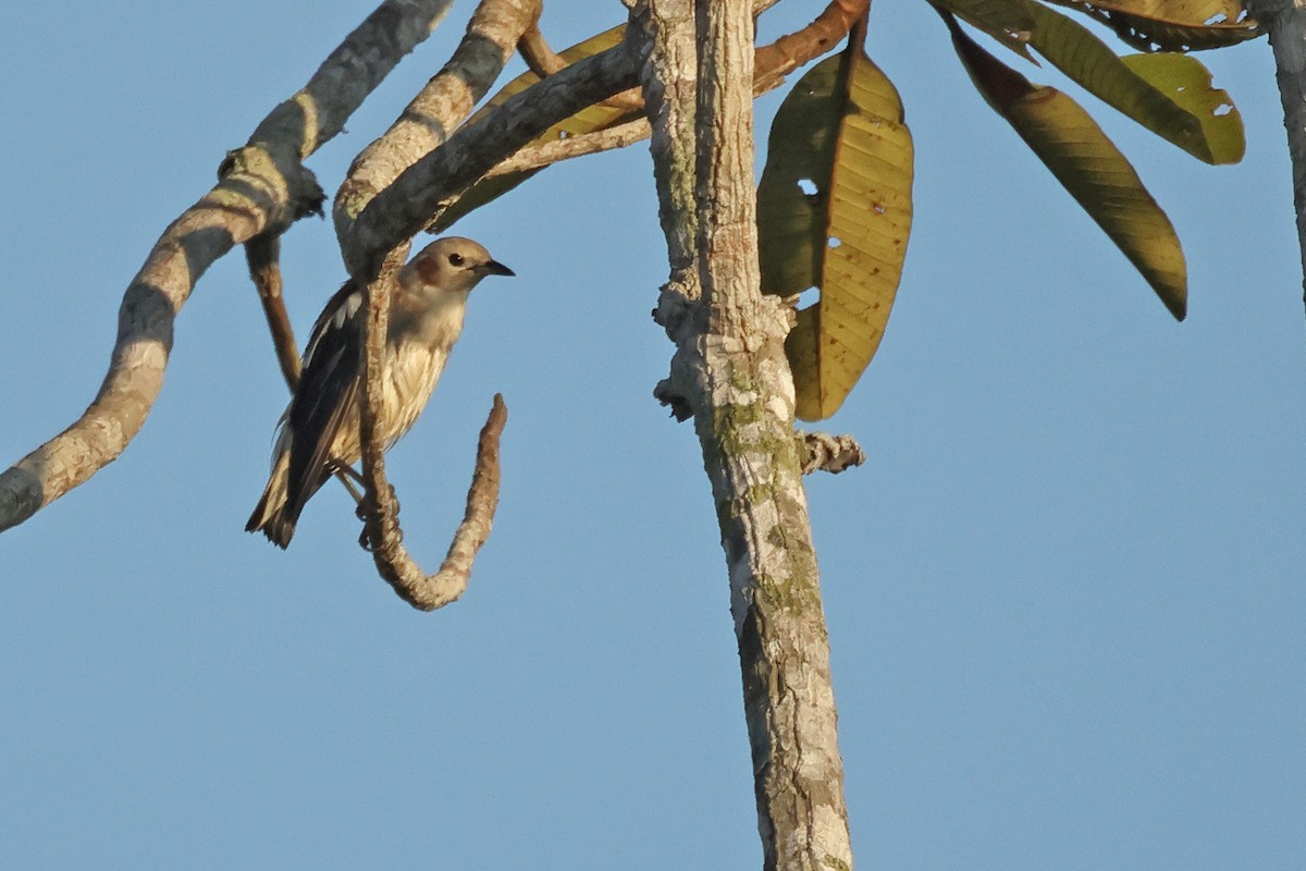 コムクドリ - ML645476522