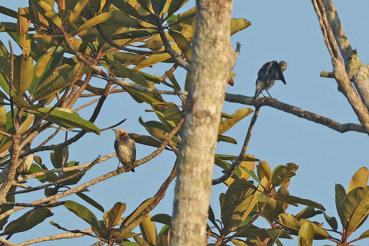 コムクドリ - ML645476523