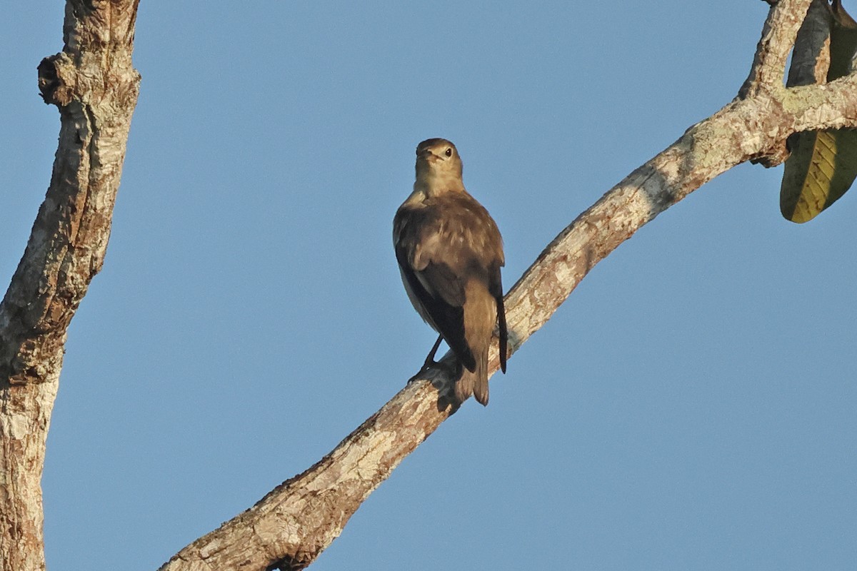 コムクドリ - ML645476524