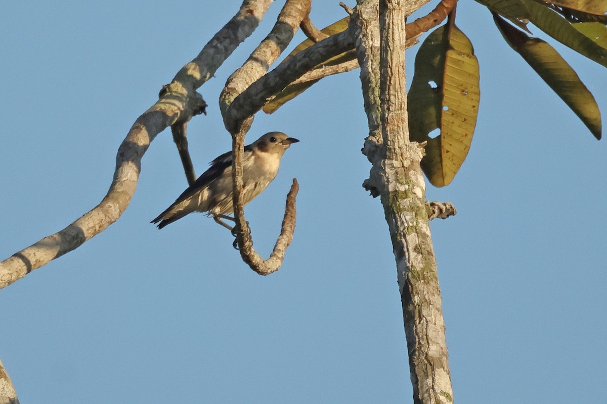 コムクドリ - ML645476525