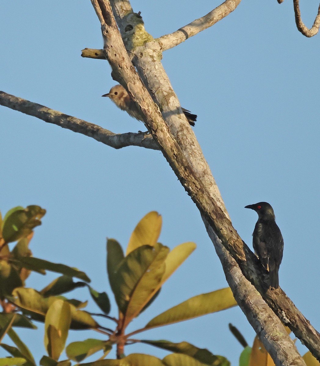 コムクドリ - ML645476526