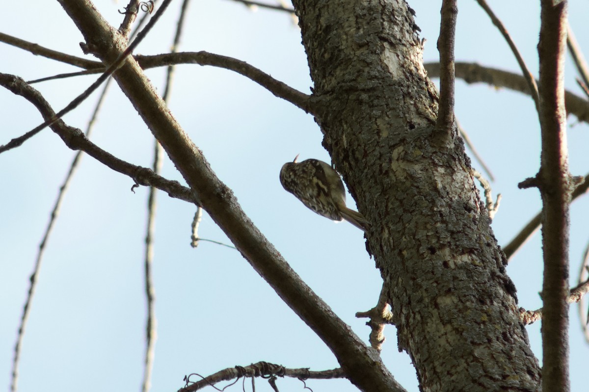 アメリカキバシリ - ML645476527