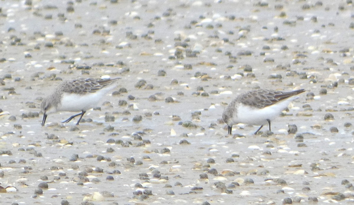 トウネン - ML645476528