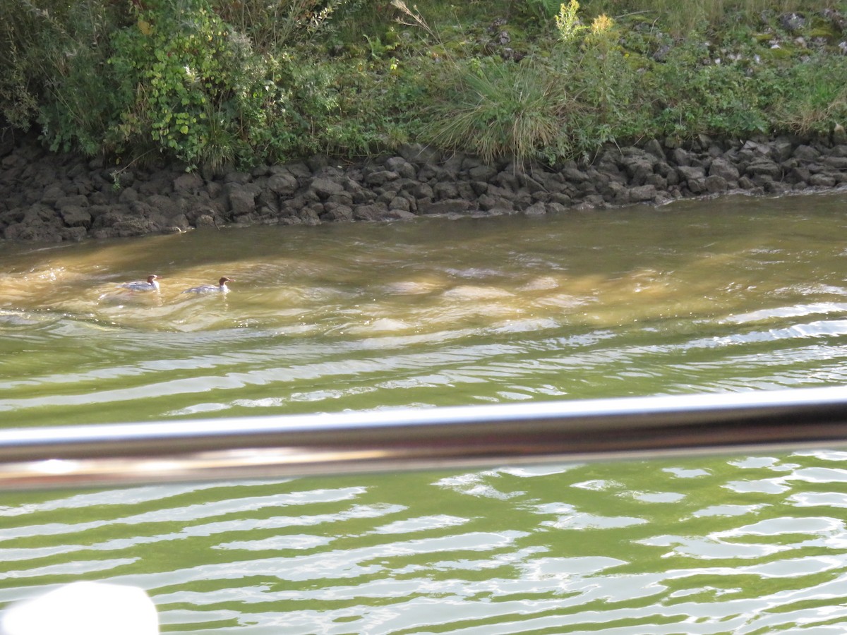 カワアイサ - ML645476530