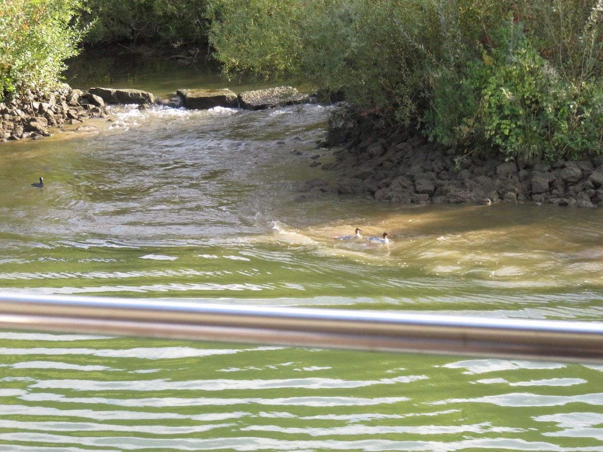 カワアイサ - ML645476531