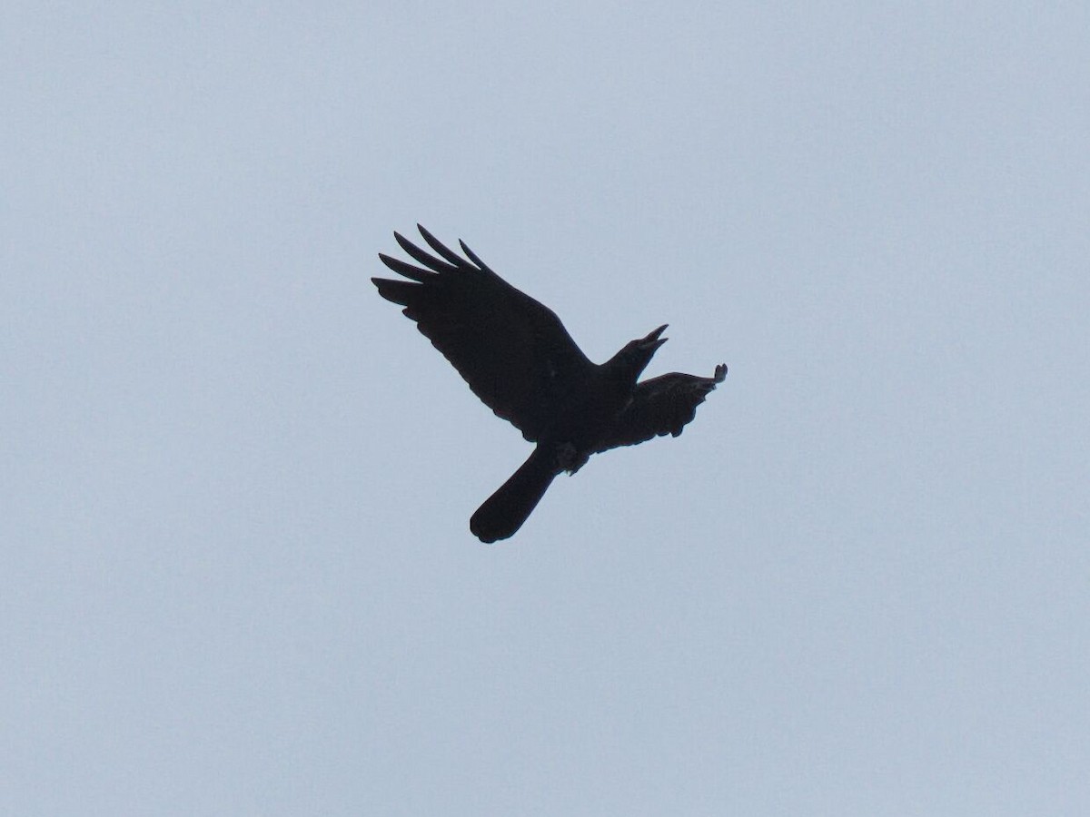 ハシブトガラス - ML645476532