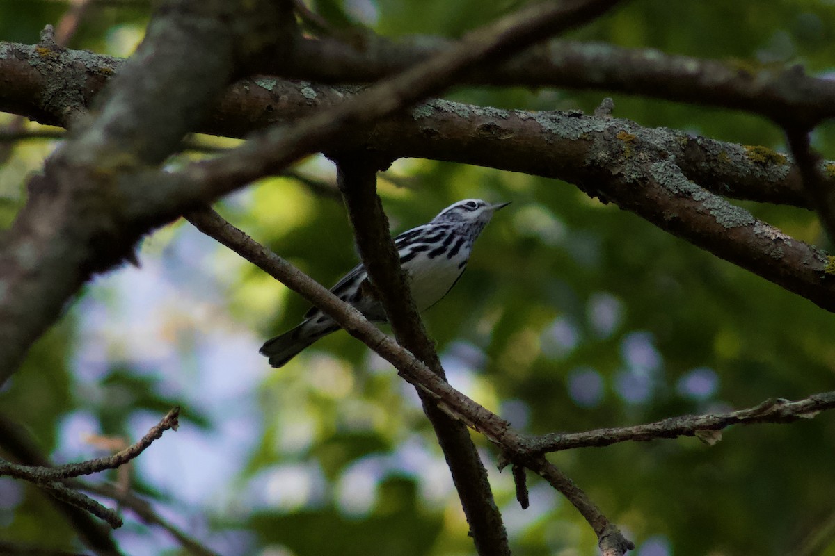 シロクロアメリカムシクイ - ML645476536