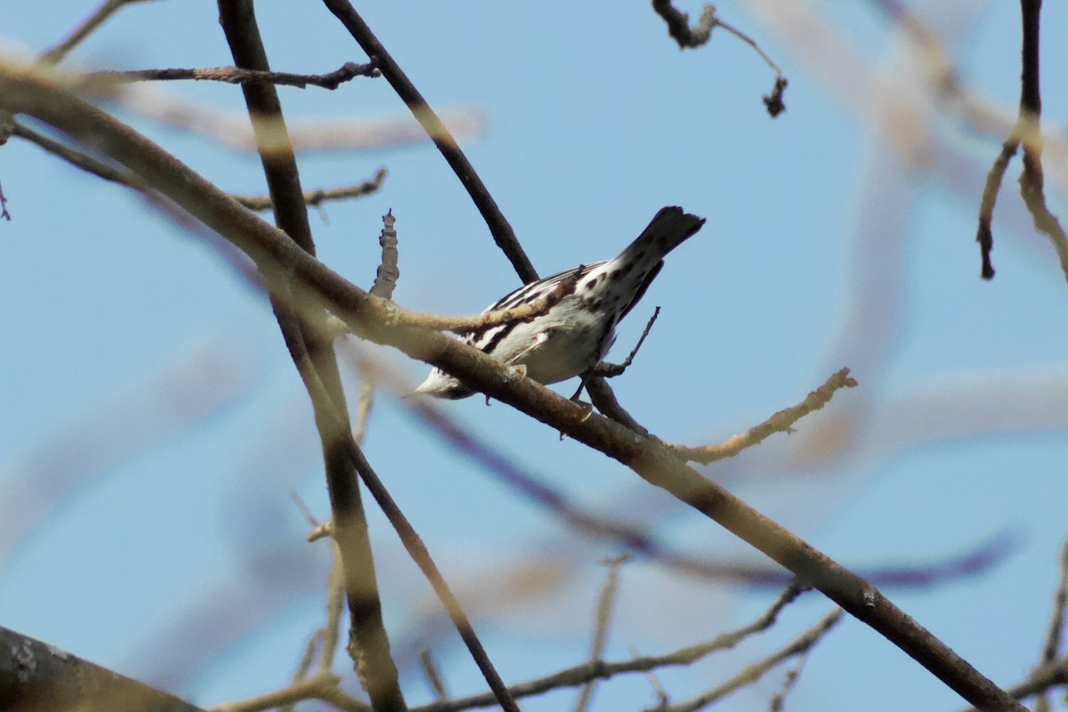 シロクロアメリカムシクイ - ML645476537