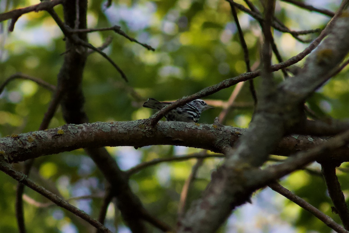 シロクロアメリカムシクイ - ML645476538