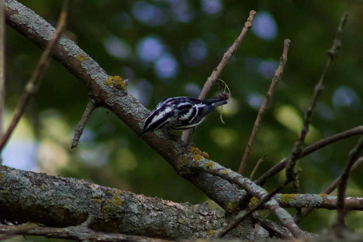 シロクロアメリカムシクイ - ML645476539