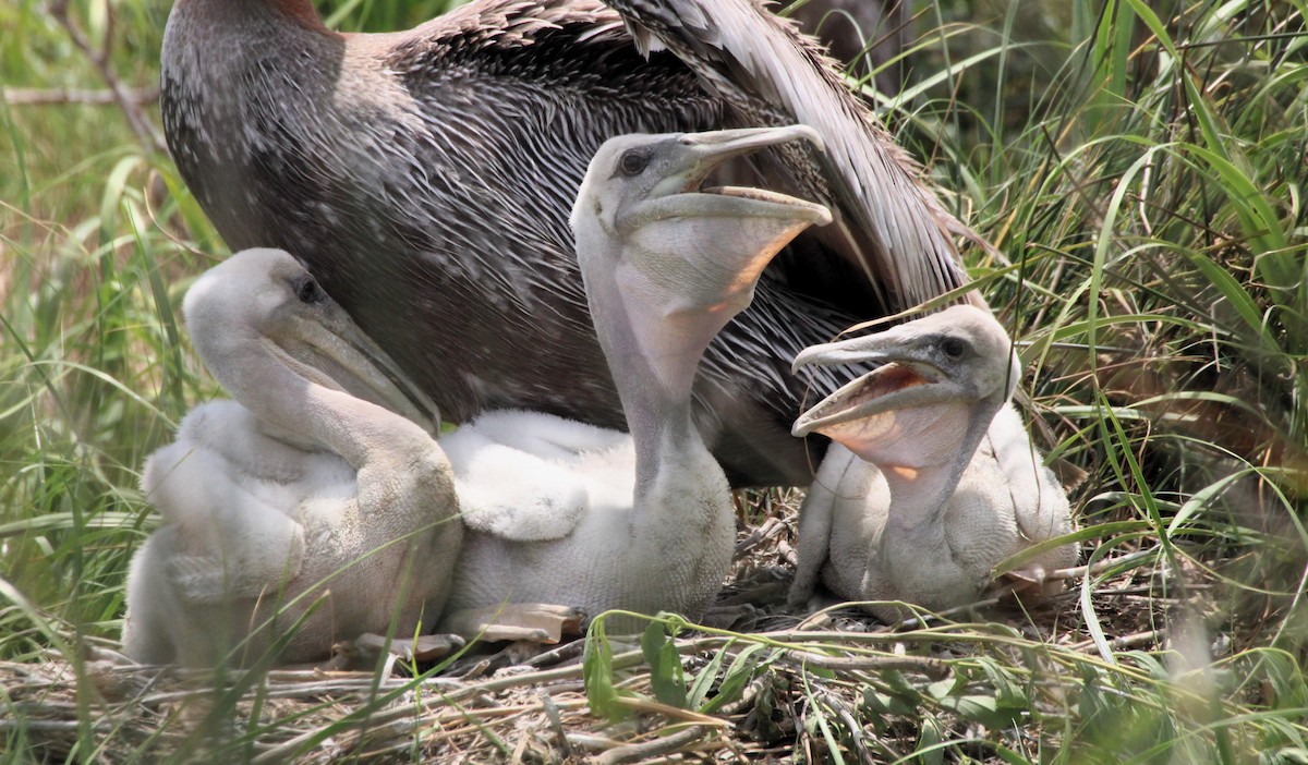 カッショクペリカン - ML645476541