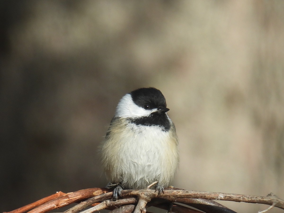 アメリカコガラ - ML645476542