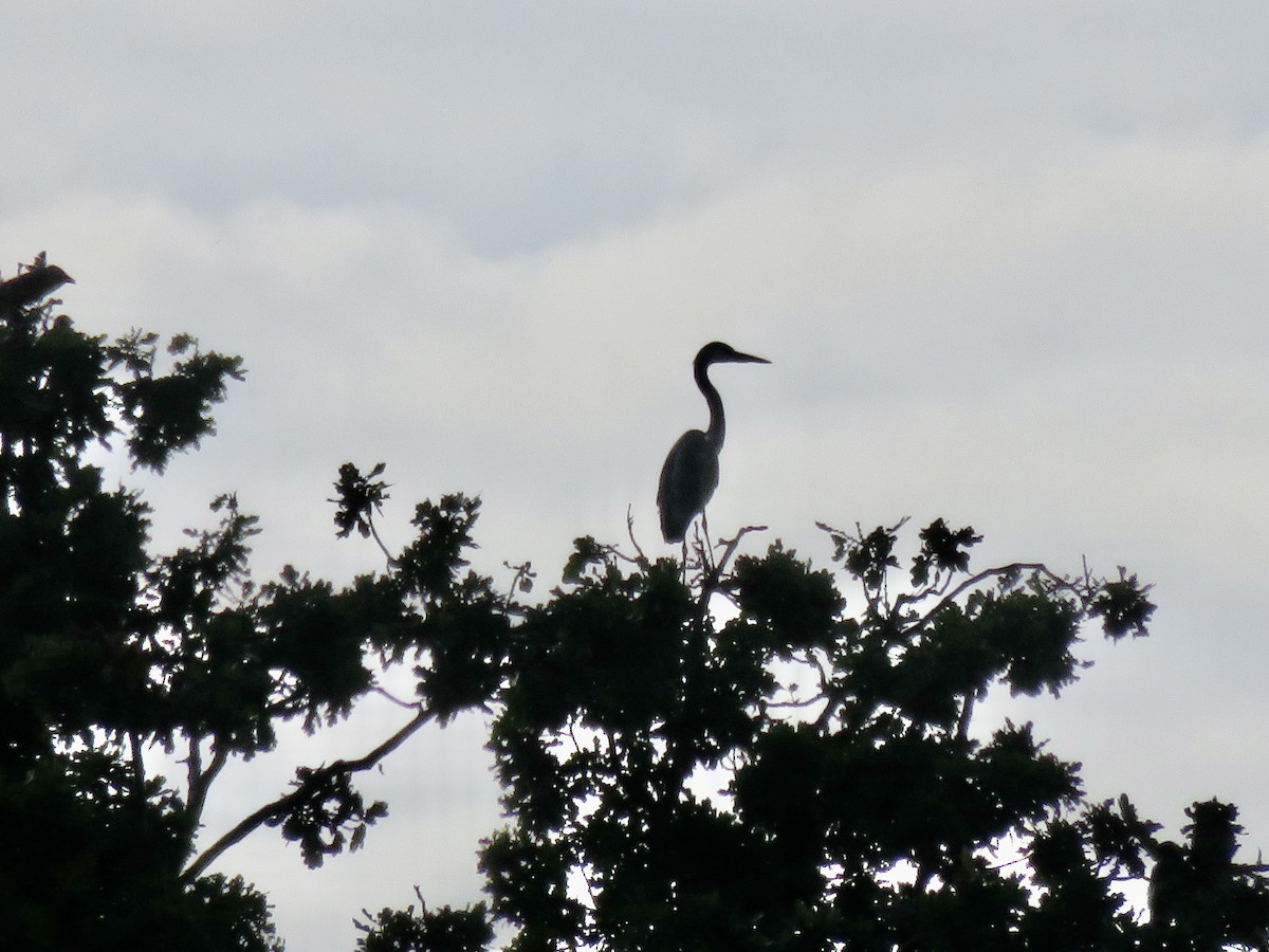 アオサギ - ML645476543