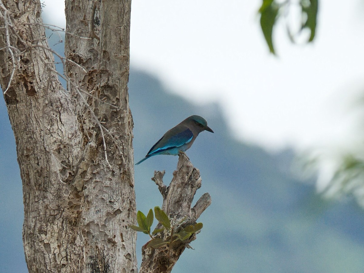 インドシナブッポウソウ - ML645476545