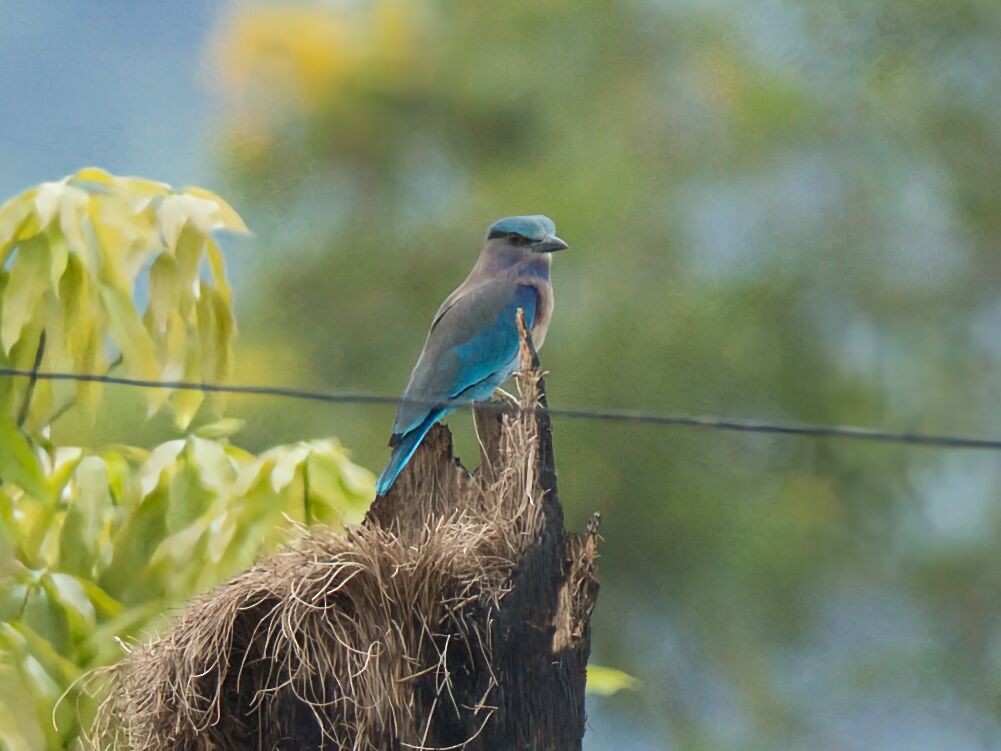 インドシナブッポウソウ - ML645476546