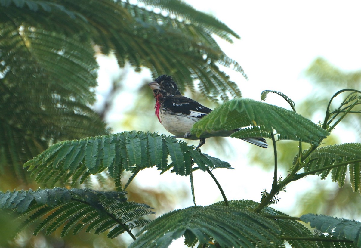 ムネアカイカル - ML645476547