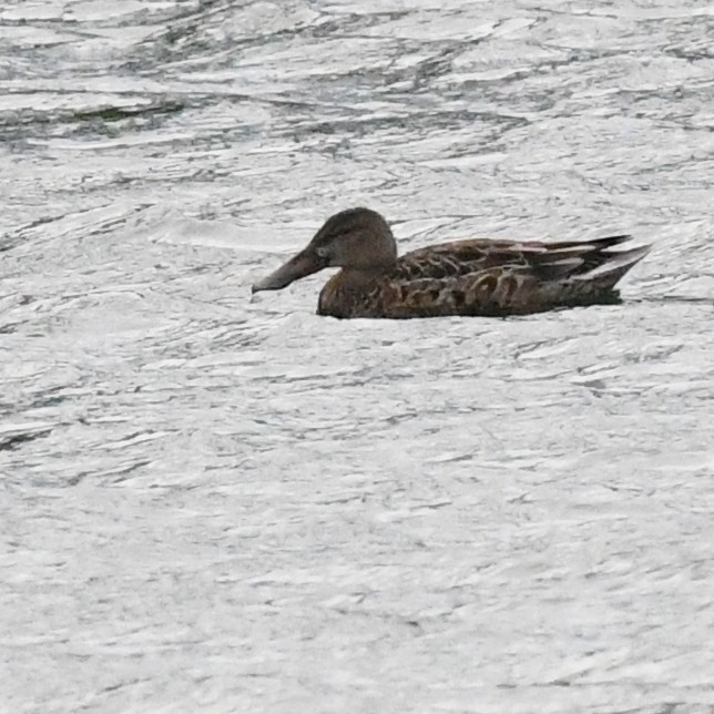 Mestolone - ML645476569