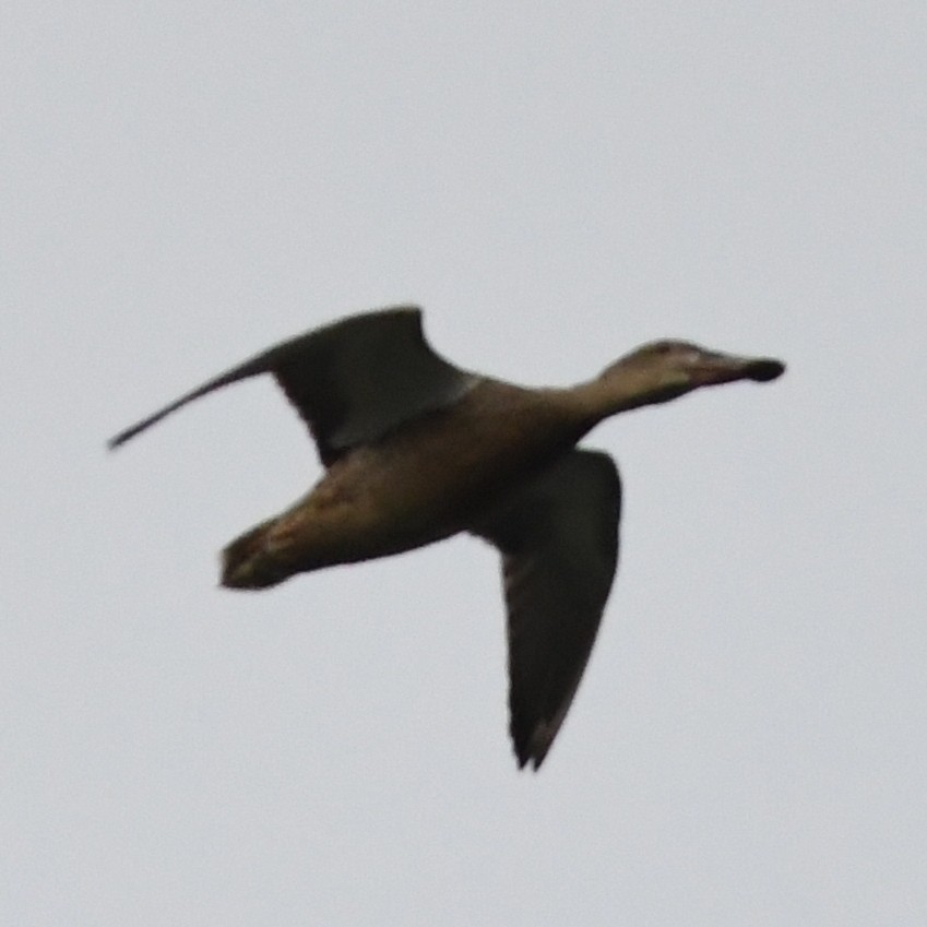 Mestolone - ML645476570