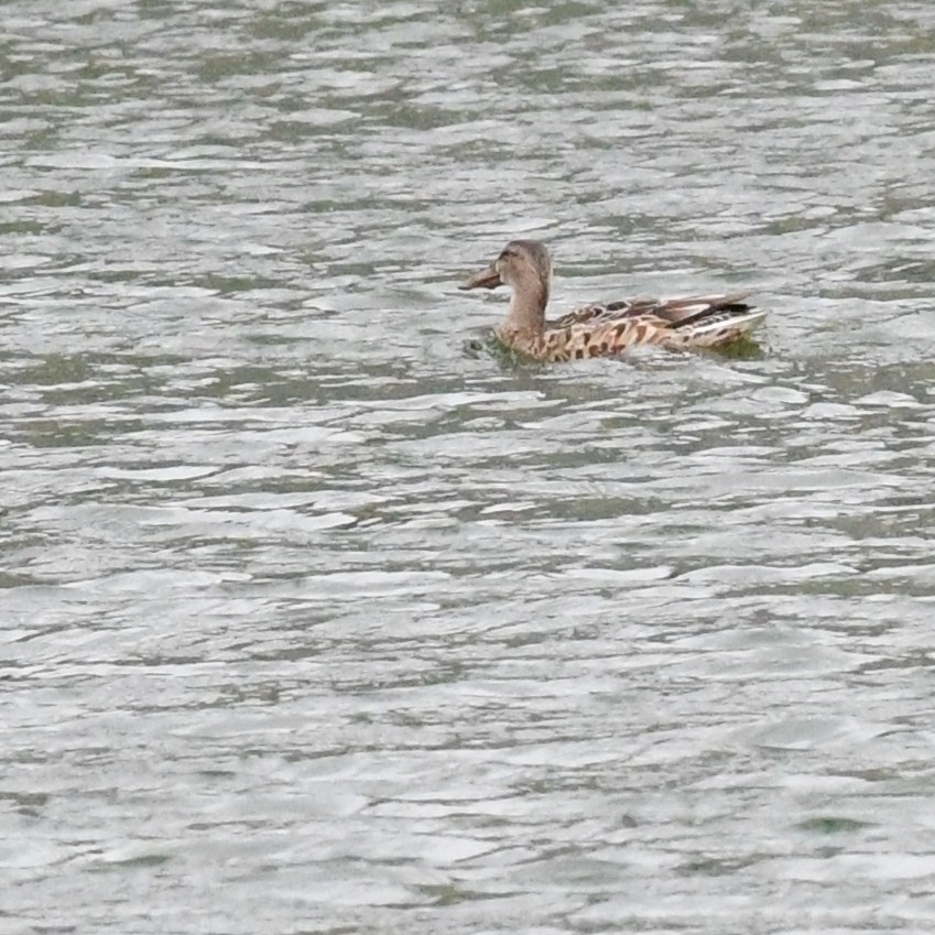 Mestolone - ML645476571