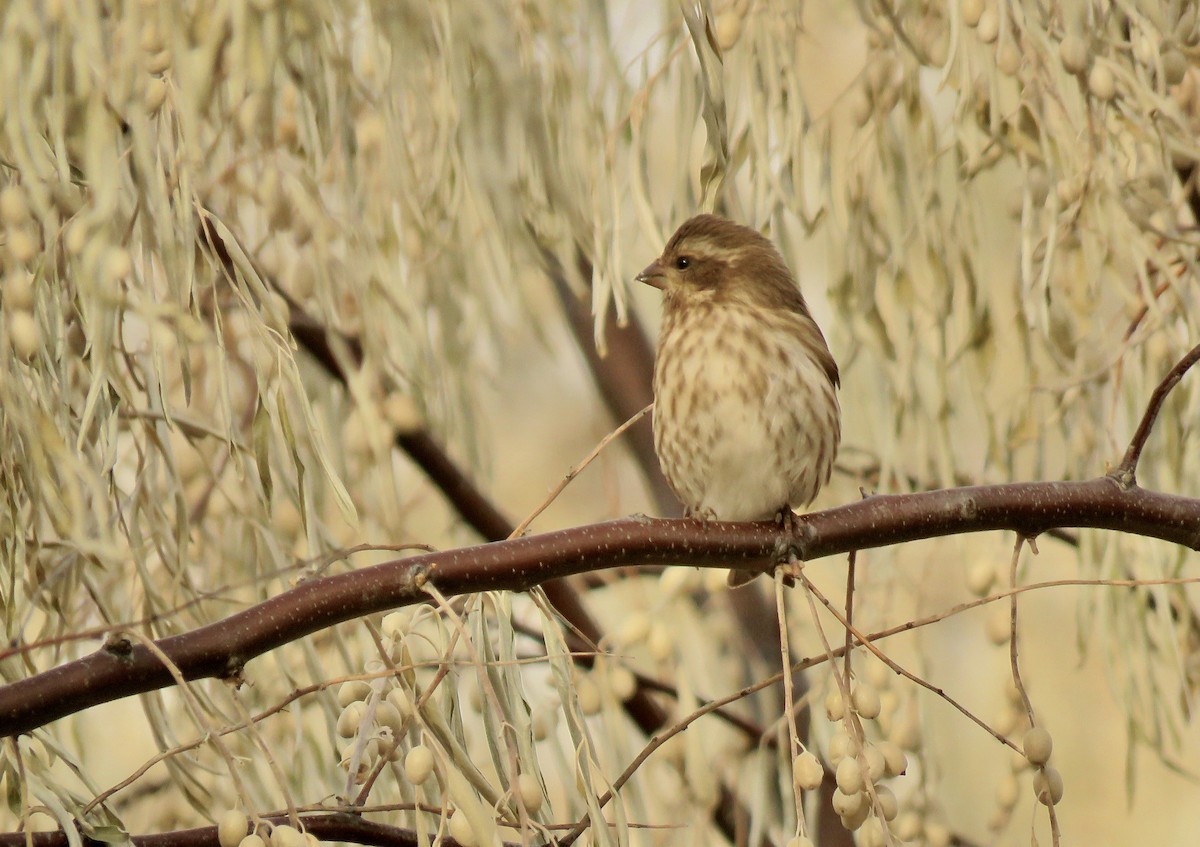 Purple Finch - ML645476596