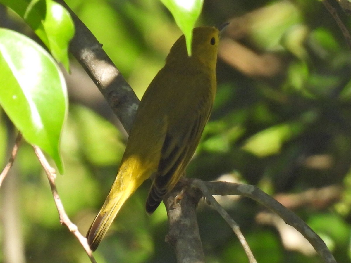 Northern Yellow Warbler - ML645476597