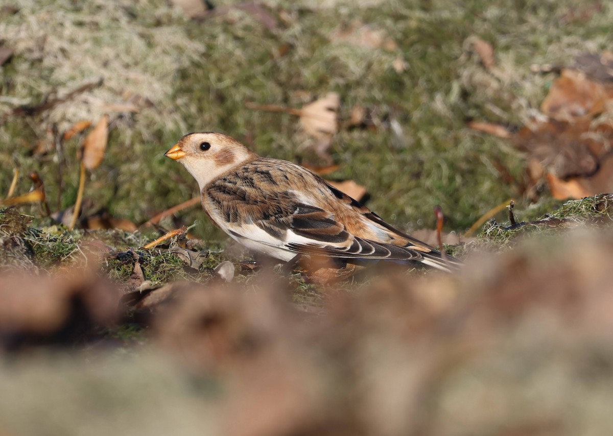 Plectrophane des neiges - ML645476600