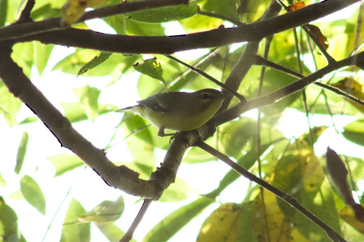 Tennessee Warbler - ML645476601