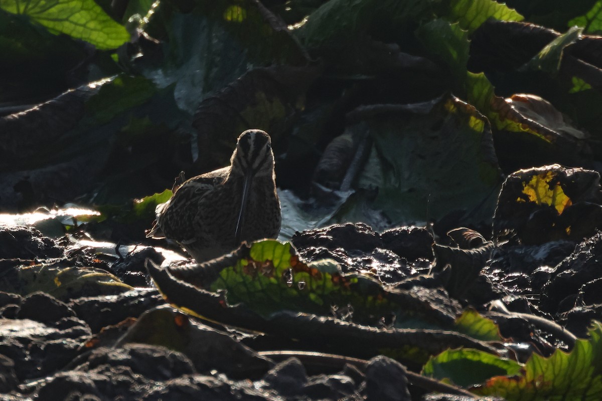 Common Snipe - ML645476606
