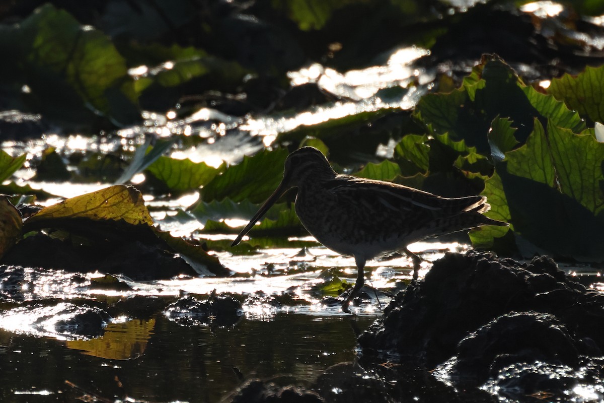 Common Snipe - ML645476607