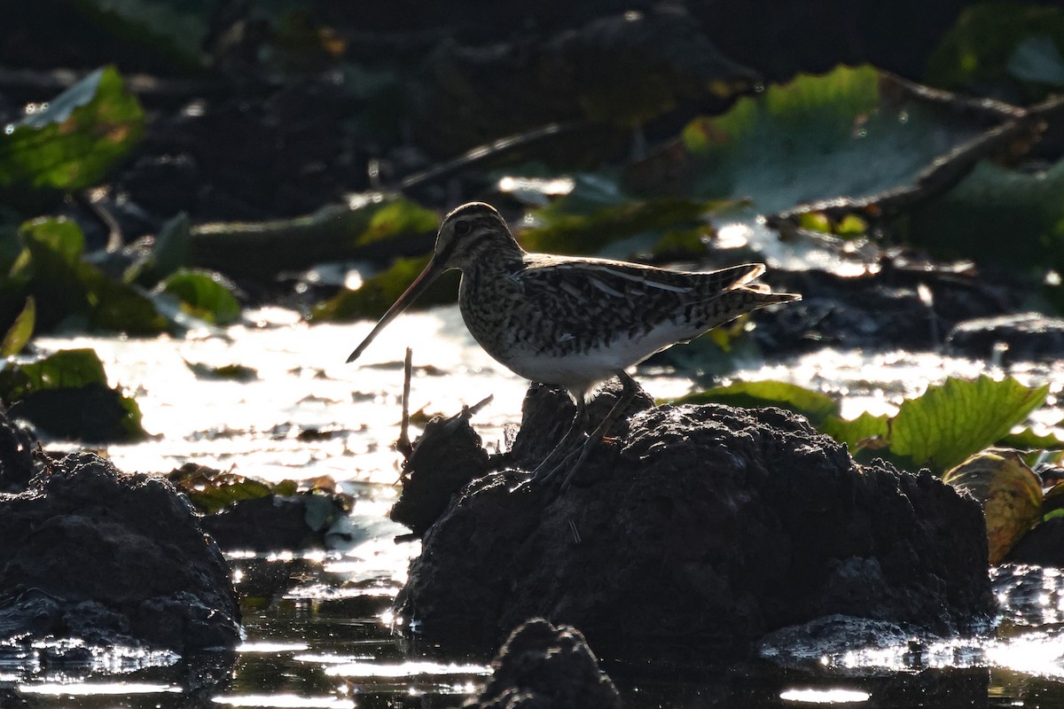Common Snipe - ML645476608