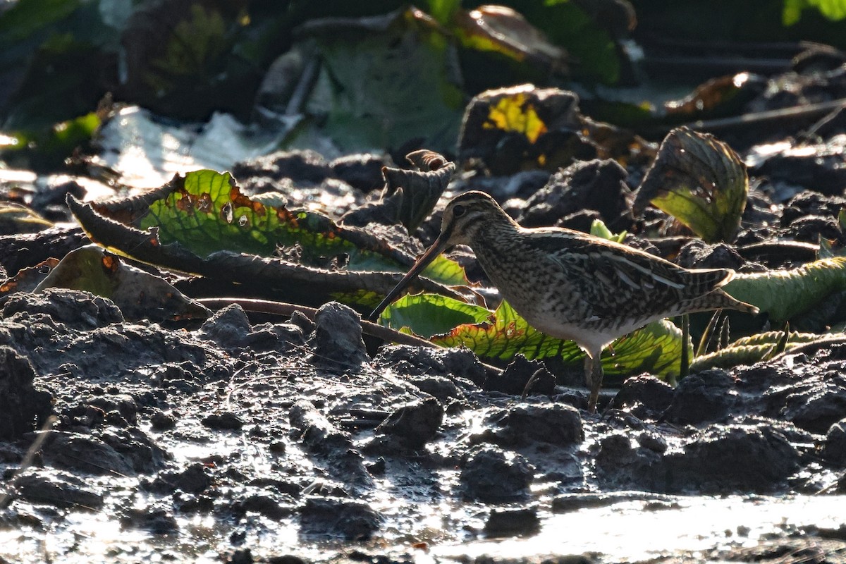 Common Snipe - ML645476609