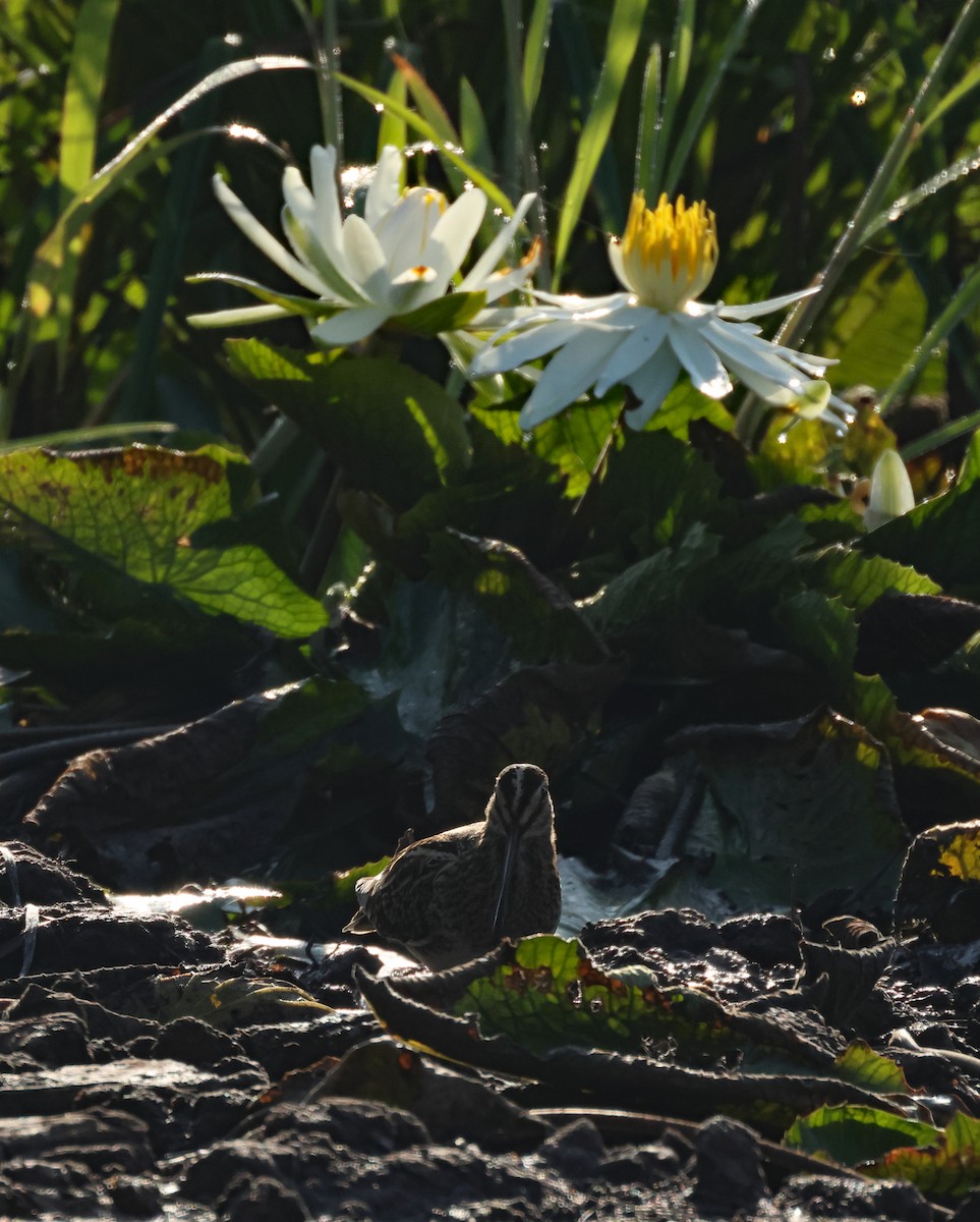 Common Snipe - ML645476610