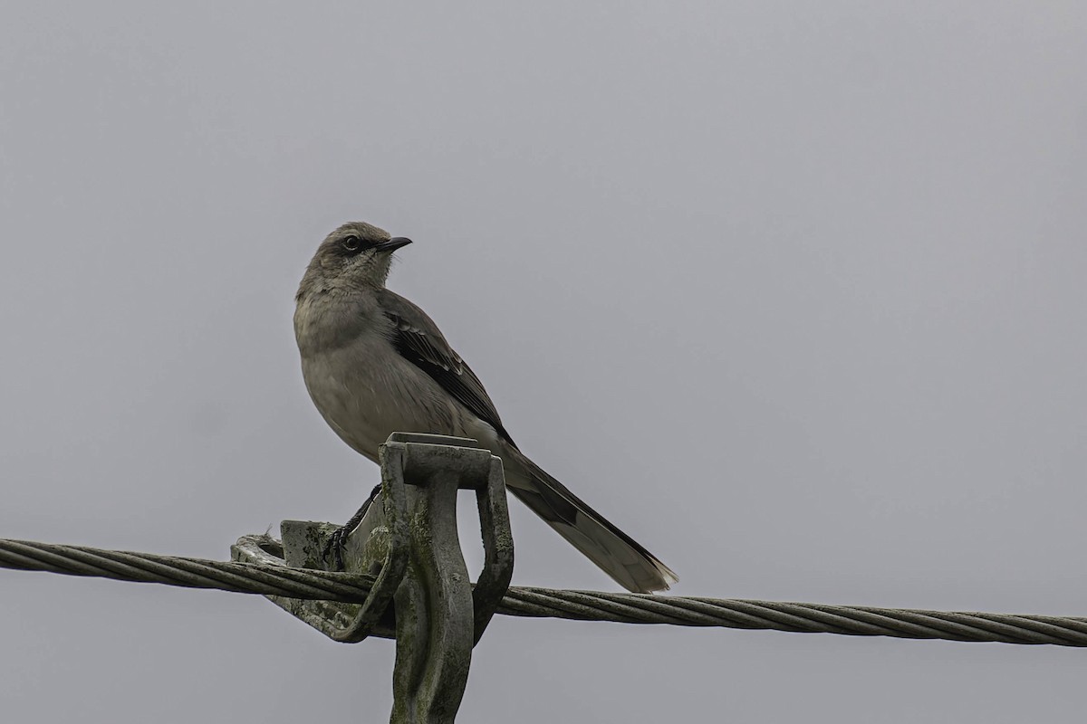 Tropikal Taklitçi - ML645476628