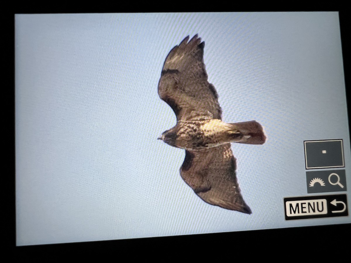 Red-tailed Hawk (abieticola) - ML645476631
