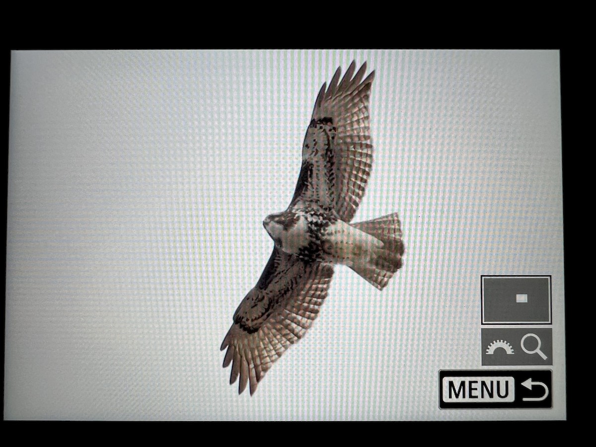 Red-tailed Hawk (abieticola) - ML645476632