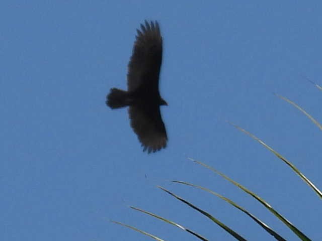 Turkey Vulture - ML645476634