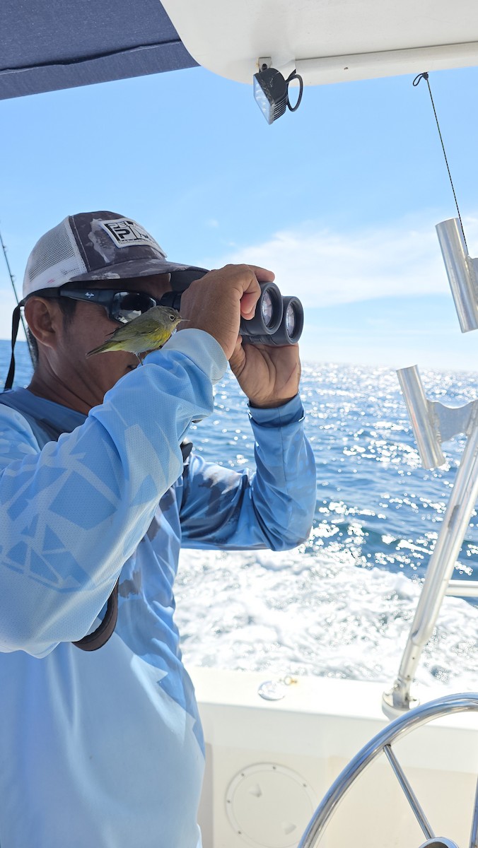 Nashville Warbler - ML645476638