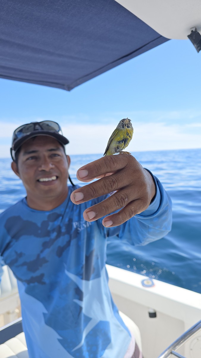 Nashville Warbler - ML645476639