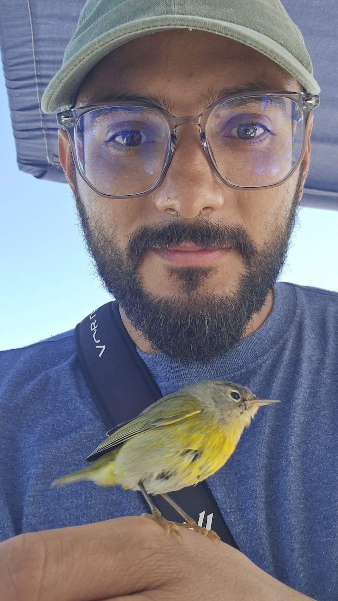 Nashville Warbler - ML645476641