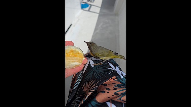 Nashville Warbler - ML645476644