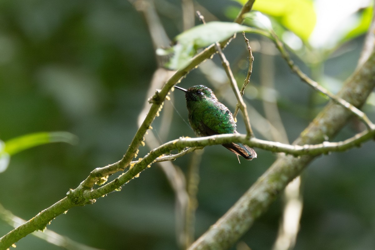 kolibřík smaragdovohrdlý - ML645476684