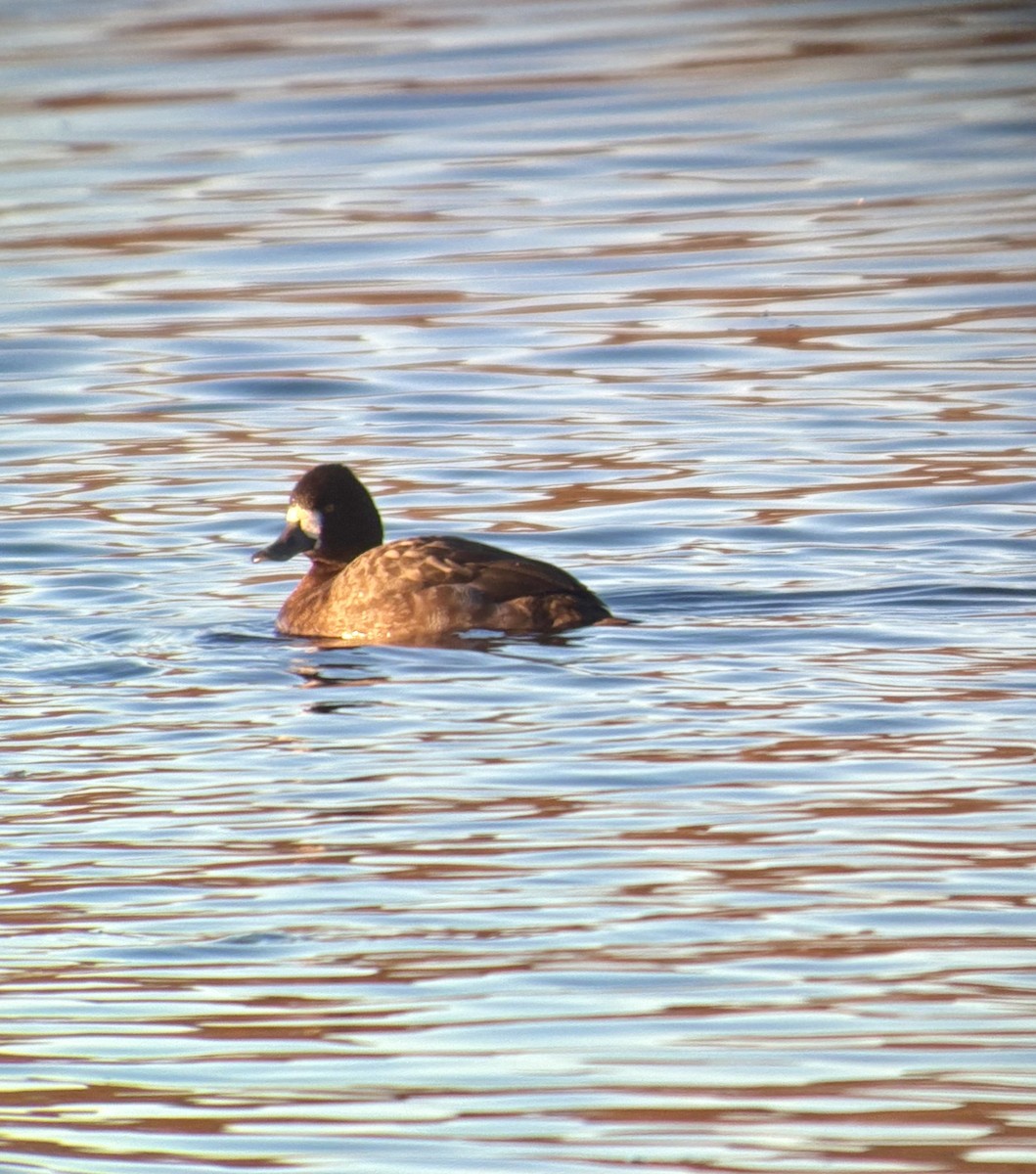 Lesser Scaup - ML645476689