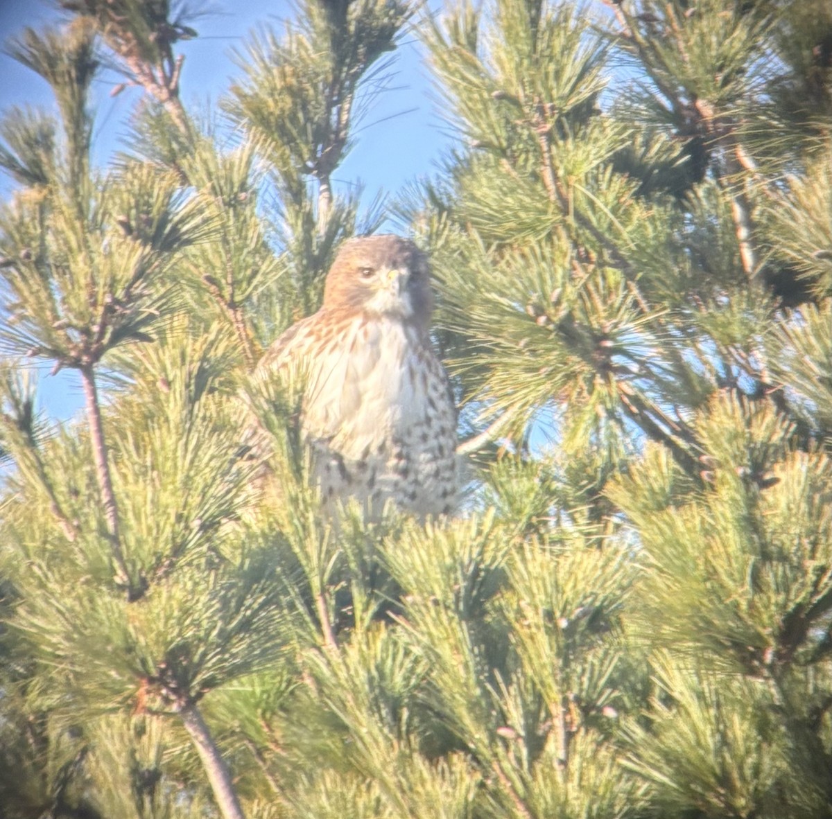 Red-tailed Hawk - ML645476705
