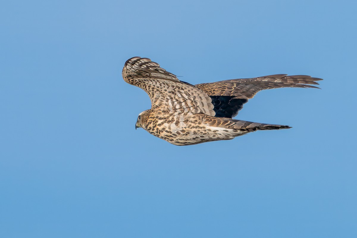 kråkehauk - ML645476732